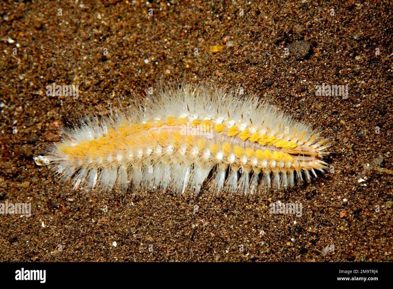Freshwater Polychaete Worms That Resemble Bristle Worms
