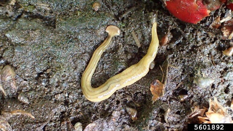 Garden Cleanup Practices That Discourage Hammerhead Worms