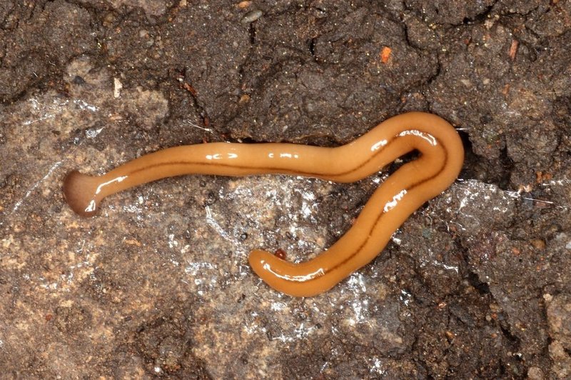 Garden Cleanup Practices That Discourage Hammerhead Worms