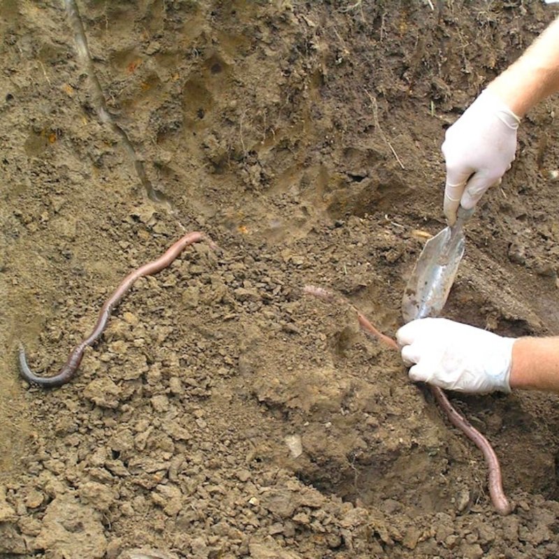 Giant Gippsland Earthworm In Captivity: Can They Be Studied Or Farmed?