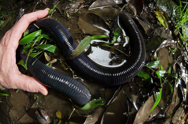 Giant Palouse Earthworm And Its Role In Soil Or Aquatic Ecosystems