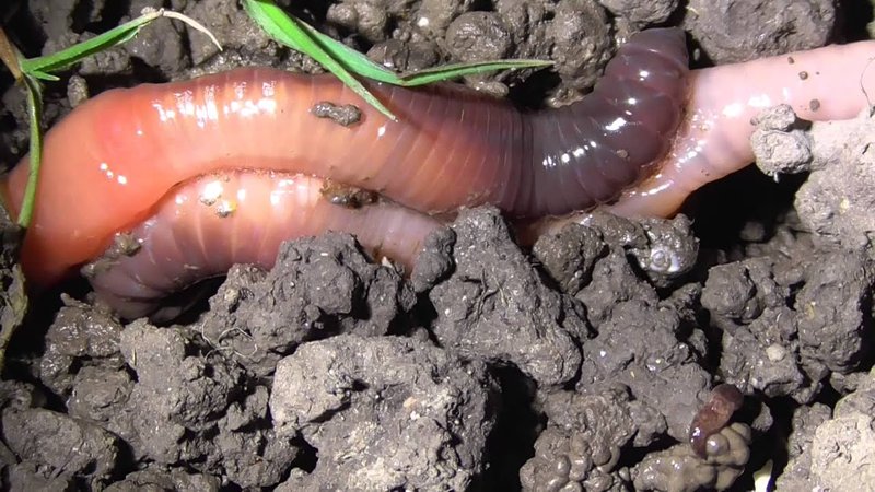 Giant Palouse Earthworm Reproduction: Mating, Eggs, And Larvae Facts