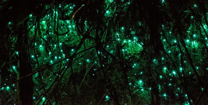 Glow Worm Behavior At Night: What To Observe
