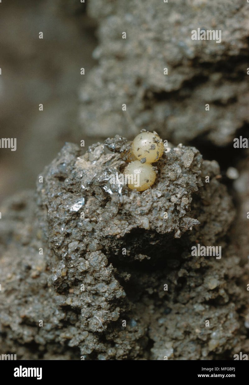 Glow Worm Eggs: Identification And Care