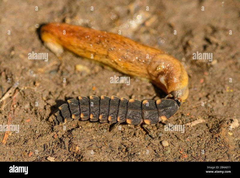 Glow Worm Feeding Habits: What Do They Eat?