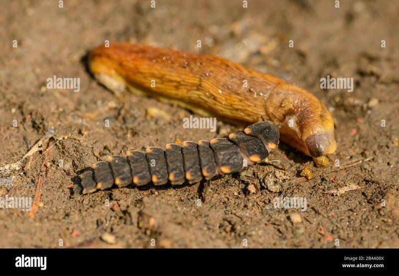 Glow Worm Feeding Habits: What Do They Eat?