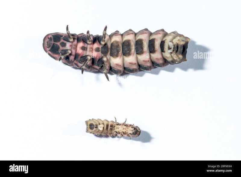 Glow Worm Larvae Vs. Adults: Life Stage Differences