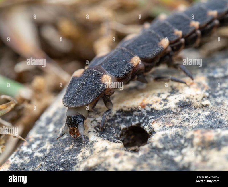 Glow Worm Larvae Vs. Adults: Life Stage Differences