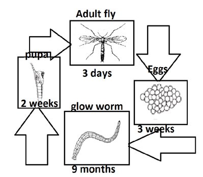 Glow Worm Lifecycle: Egg To Adult