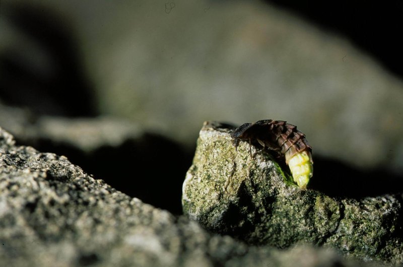 Glow Worm Population Monitoring Methods