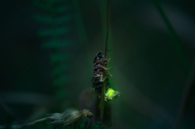 Glow Worm Populations Decline: Causes And Solutions