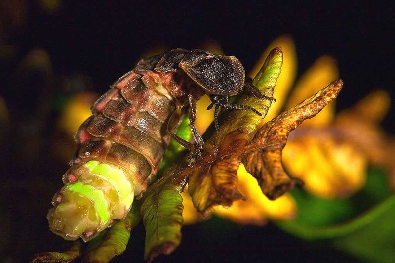 Glow Worm Predators: Who Eats Them?