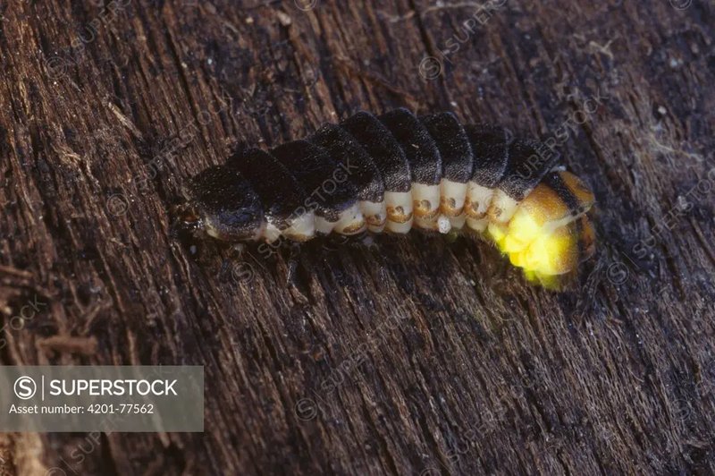 Glow Worm Predators: Who Eats Them?