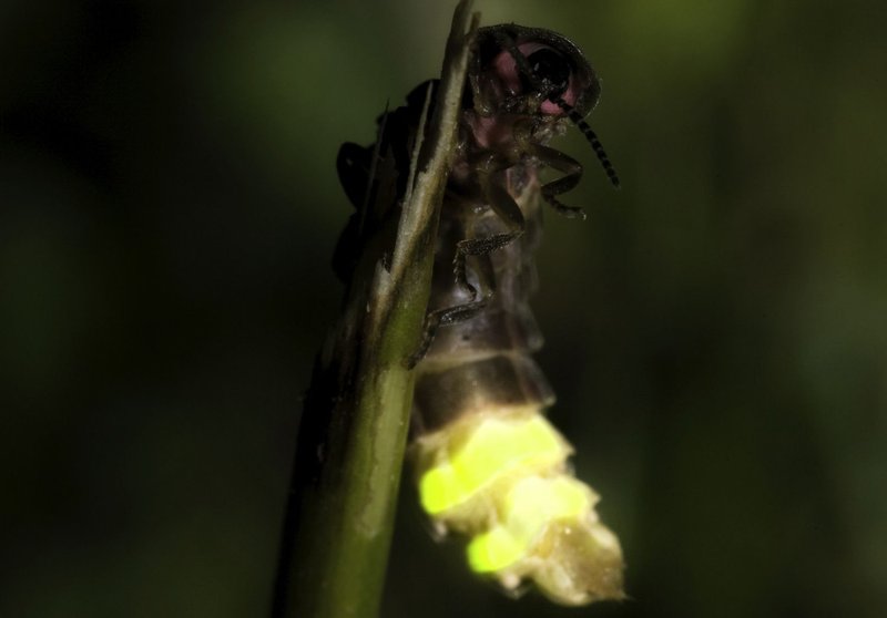 Glow Worm Predators: Who Eats Them?