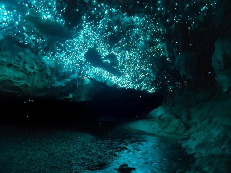 Glow Worm Species Found In New Zealand Caves