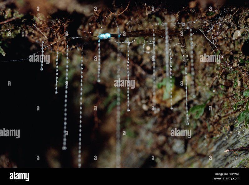 Glow Worm Species Spotlight: Arachnocampa Luminosa