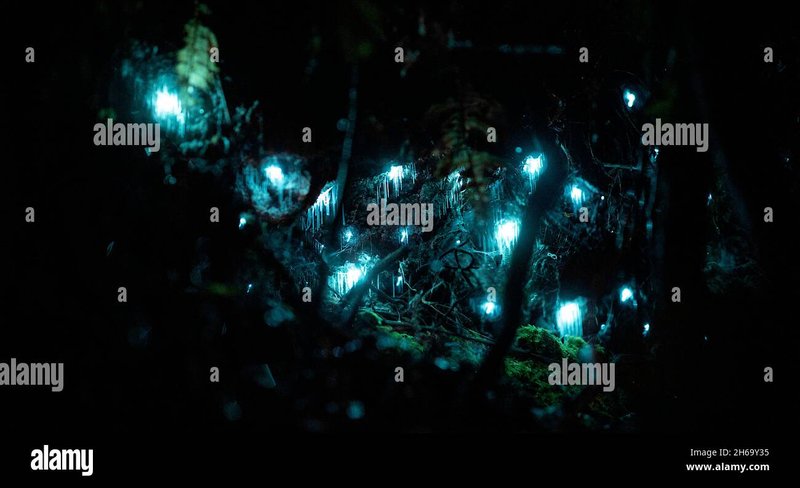 Glow Worm Species Spotlight: Arachnocampa Luminosa