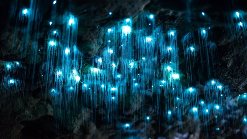 Glow Worm Viewing Tours: What To Expect