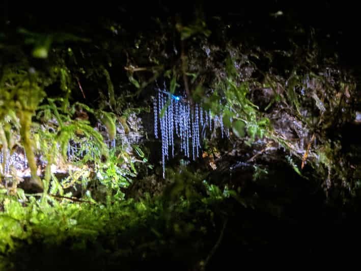 Glow Worms And Your Backyard Pond