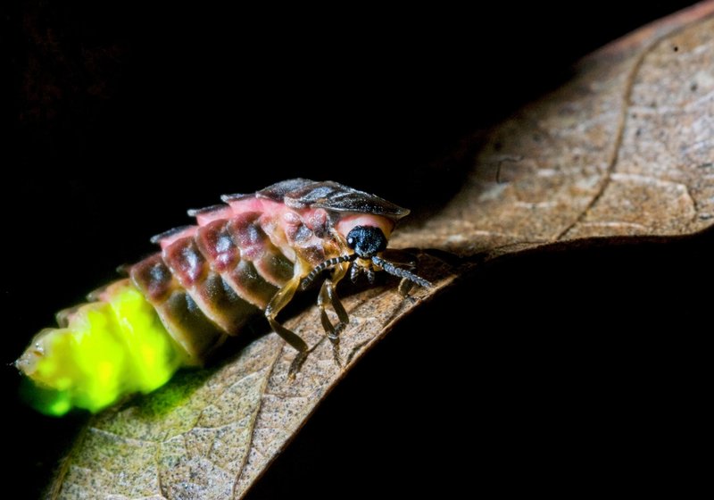 Glow Worms And Your Backyard Pond