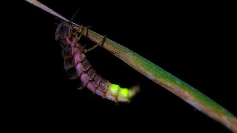 Glow Worms In Agriculture: Friend Or Foe?
