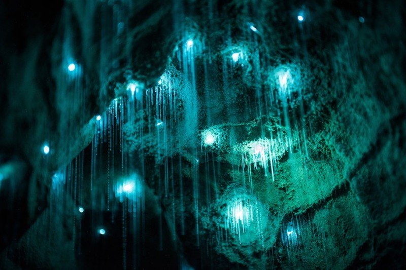 Glow Worms In Limestone Vs. Sandstone Caves