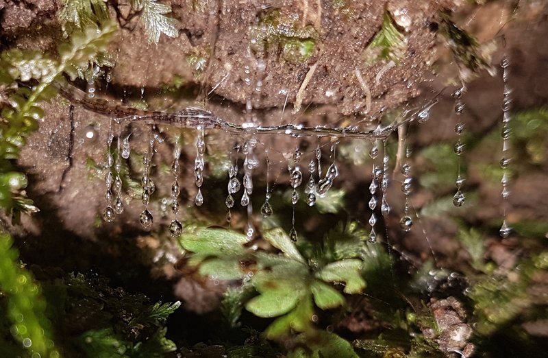 Glow Worms In Science Classrooms: Live Demonstrations
