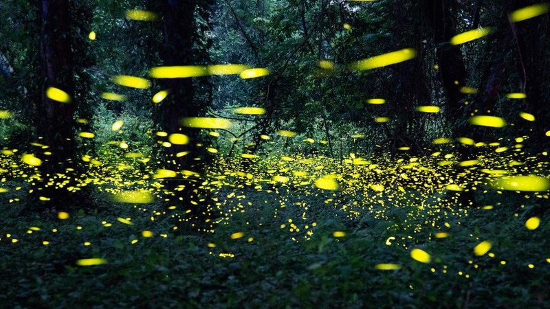 Glow Worms In Your Garden: Tips For Coexistence