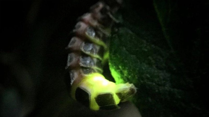 Glow Worms In Your Garden: Tips For Coexistence