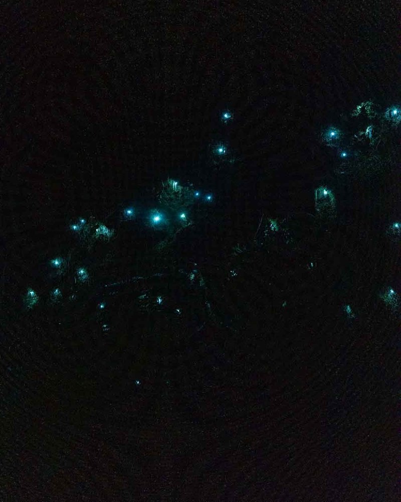Glow Worms On Nature Trails: Signage And Protection