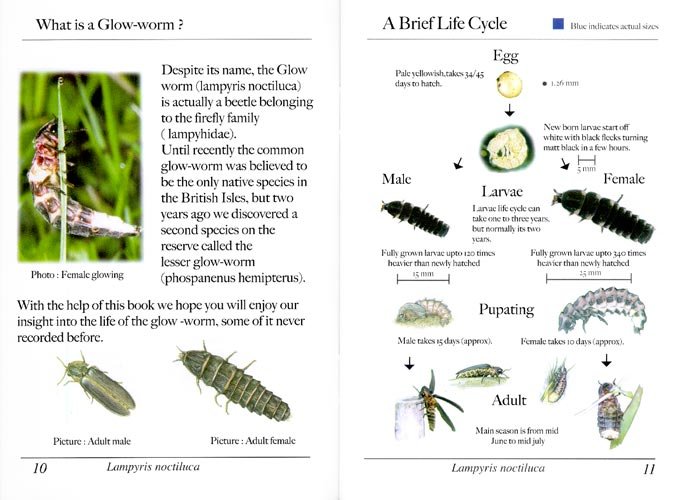 Glow Worms Vs. Fireflies: Key Differences