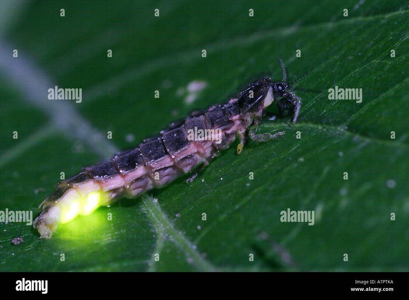 Glowworm (Insect) In Captivity: Can They Be Studied Or Farmed?