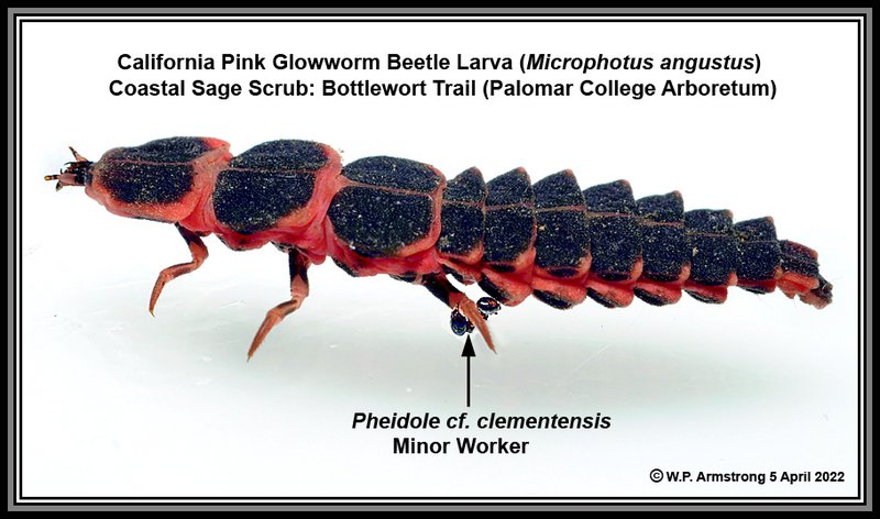 Glowworm (Insect) Reproduction: Mating, Eggs, And Larvae Facts