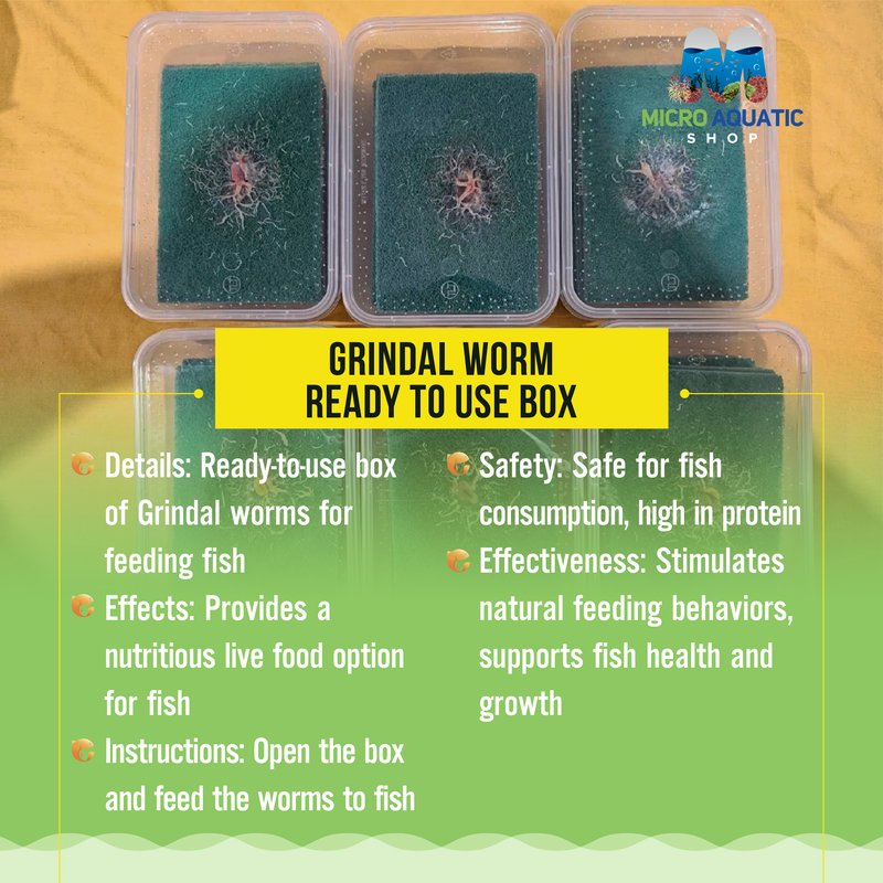 Grindal Worm And Its Role In Soil Or Aquatic Ecosystems