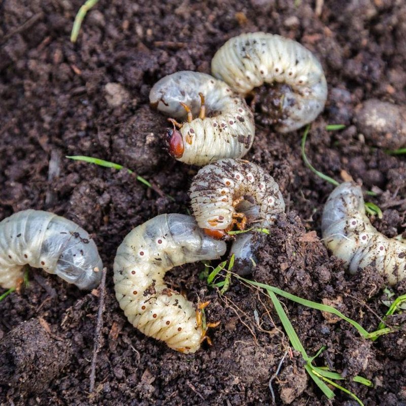 Grub Worm Activity During Drought Conditions
