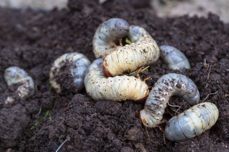 Grub Worm Activity During Drought Conditions