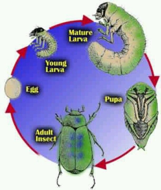 Grub Worm Lifecycle: From Egg To Beetle