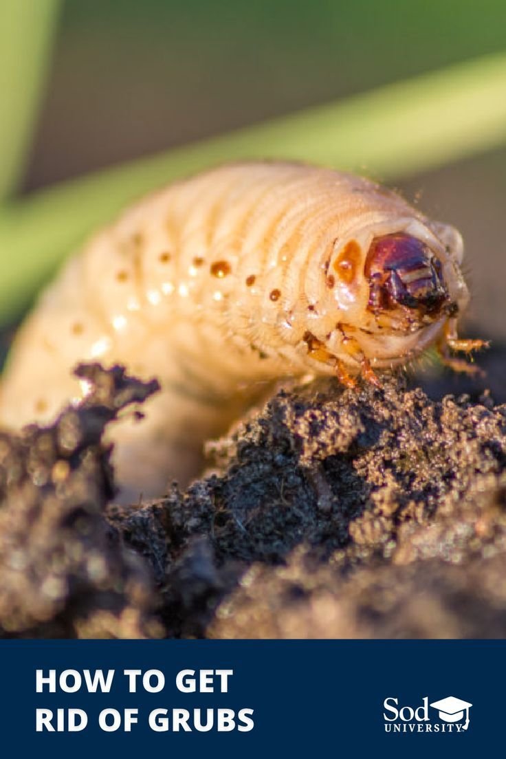 Grub Worm Monitoring Tools For Gardeners
