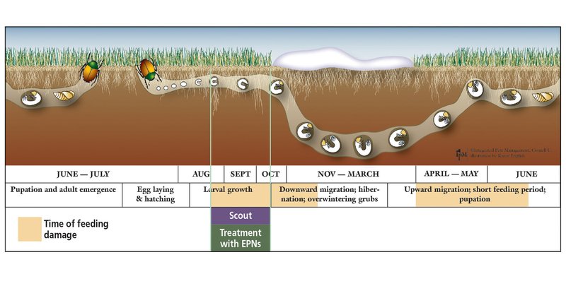 Grub Worm Tolerance Levels In Lawn Maintenance