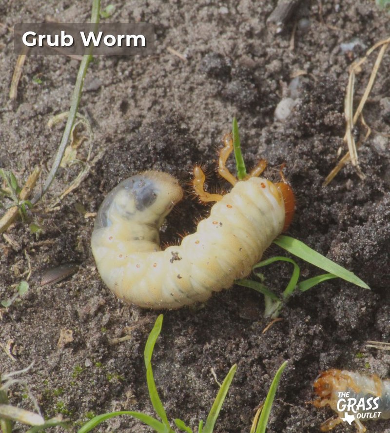 Grub Worm Tolerance Levels In Lawn Maintenance