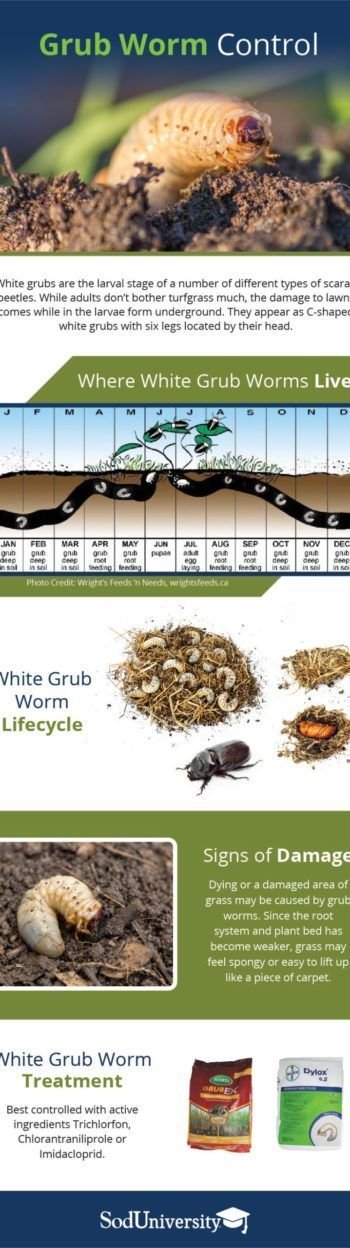 Grub Worm Tolerance Levels In Lawn Maintenance