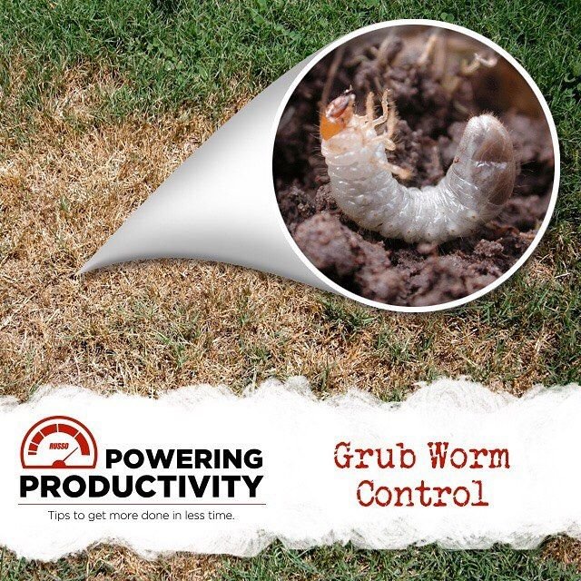 Grub Worm Tolerance Levels In Lawn Maintenance
