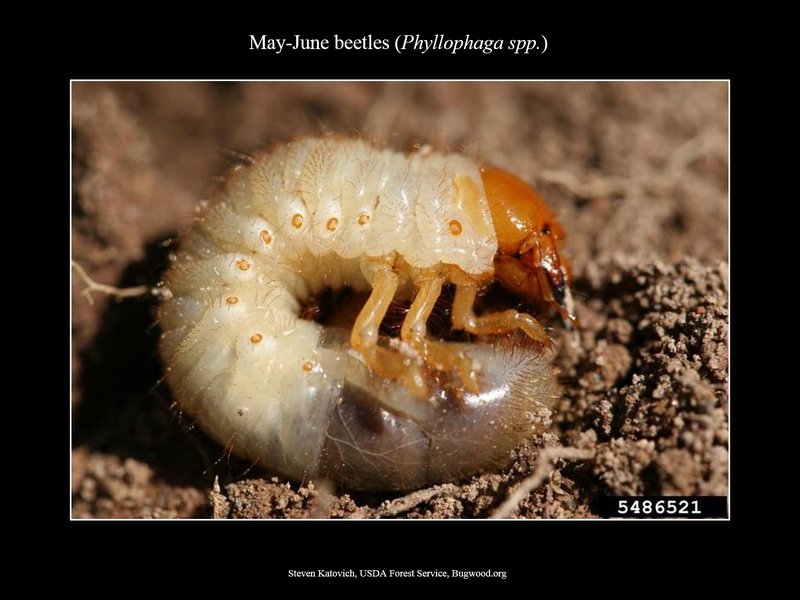 Grub Worms And Lawn Roller Myths Debunked
