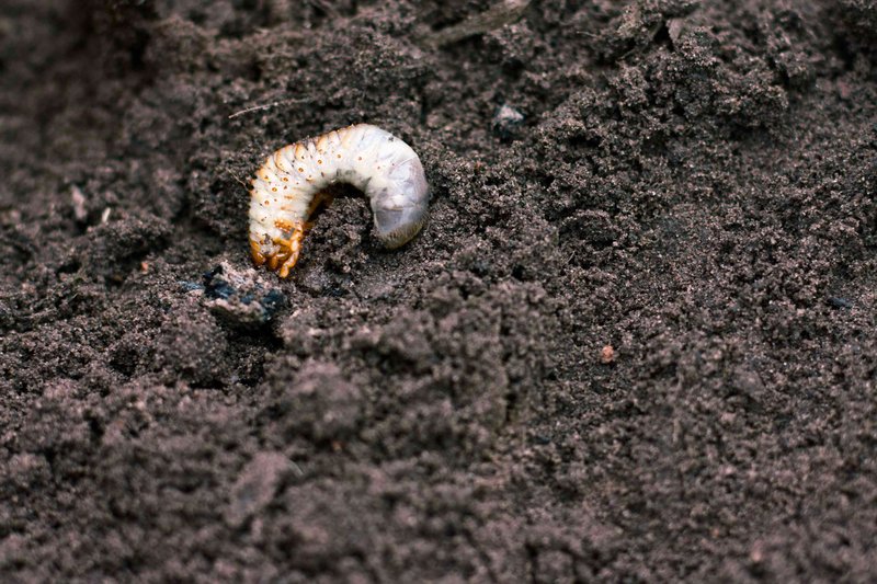 Grub Worms And Lawn Roller Myths Debunked