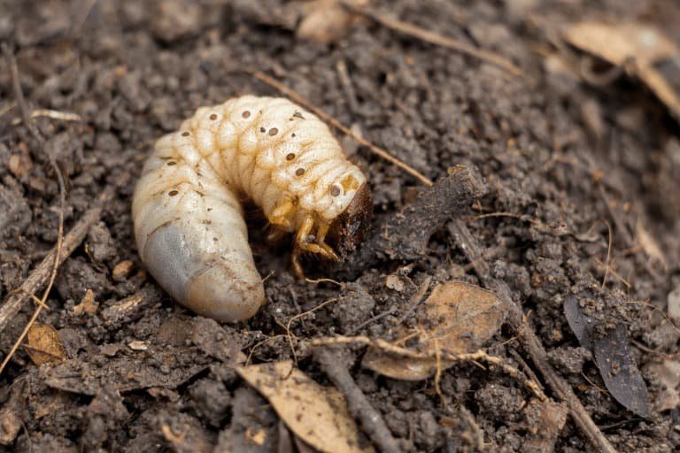 Grub Worms And Lawn Roller Myths Debunked