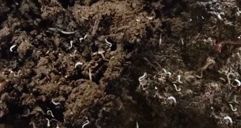 Grub Worms In Compost Piles: Good Or Bad?