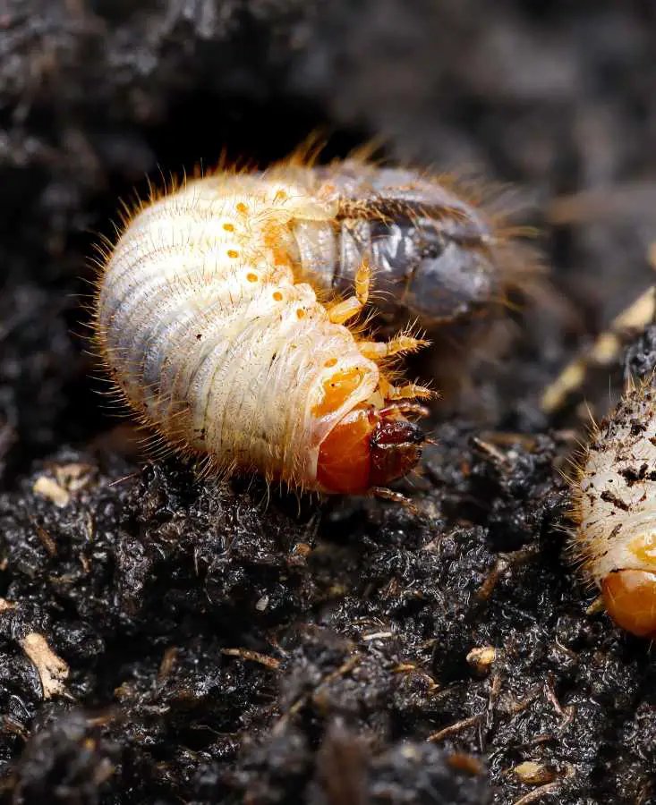 Grub Worms In Compost Piles: Good Or Bad?