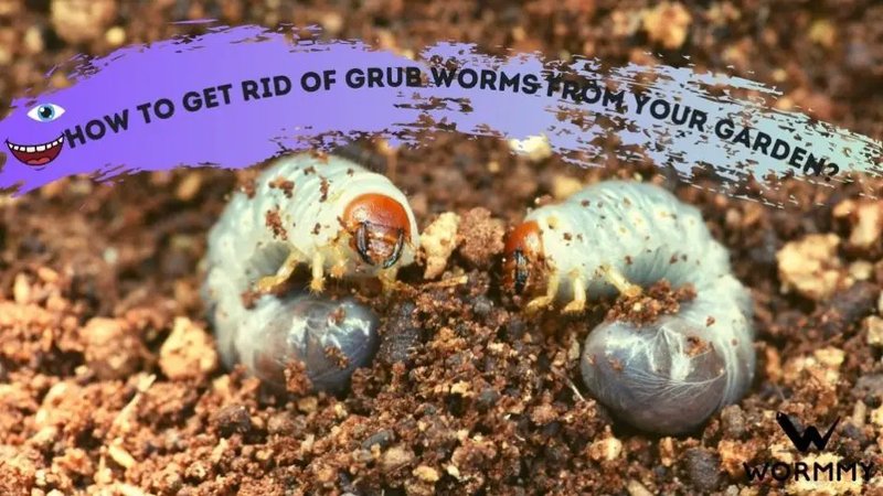 Grub Worms In Raised Garden Beds: What To Do