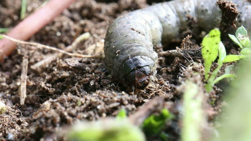 Grub Worms Under Sod: Early Signs To Watch For