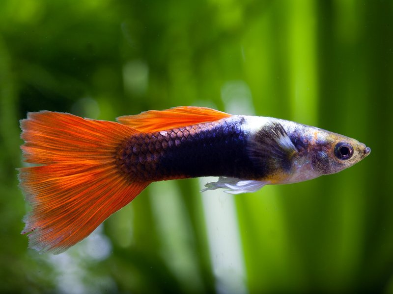 Guppy Tapeworm And Its Role In Soil Or Aquatic Ecosystems